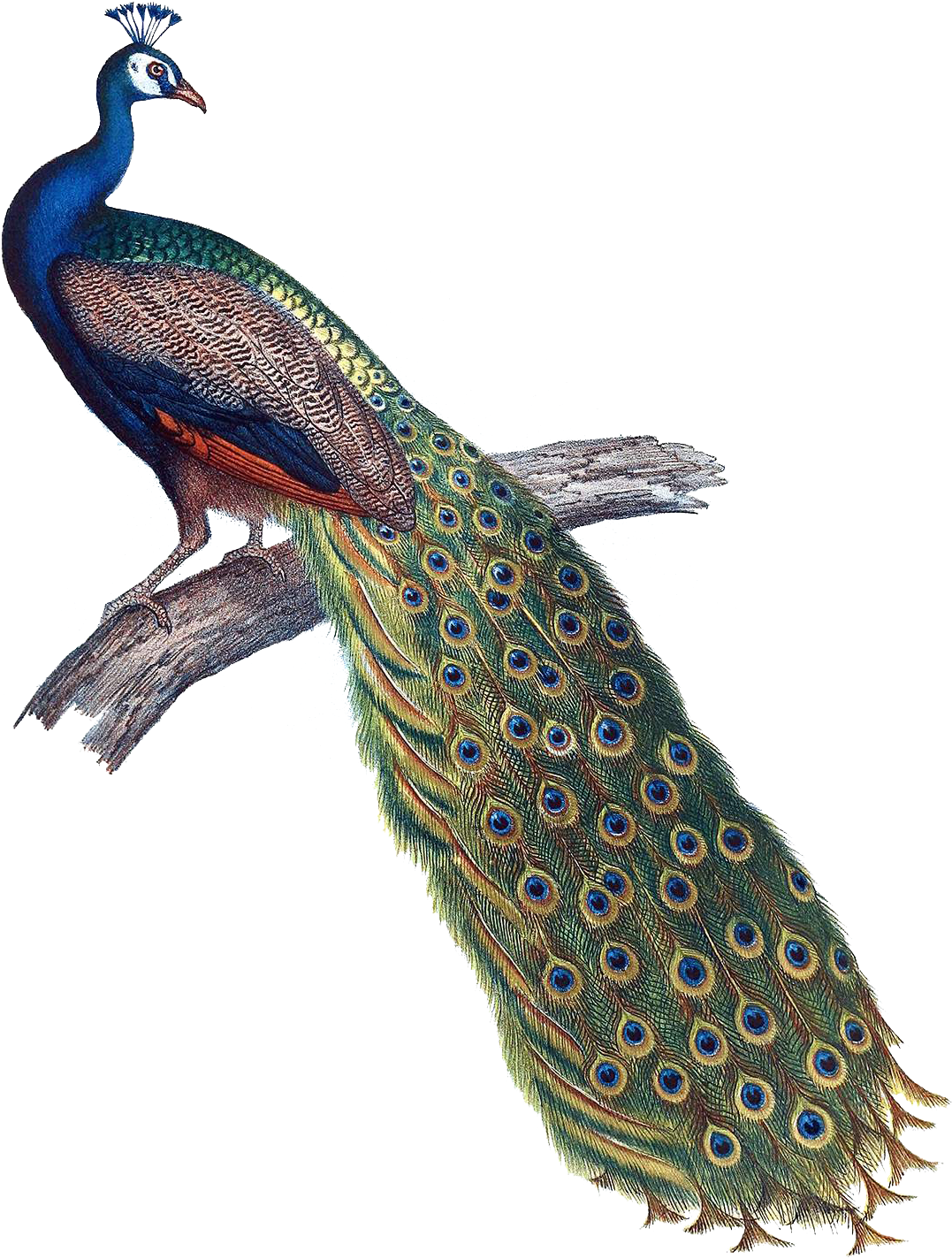 Majestic Peacockon Branch