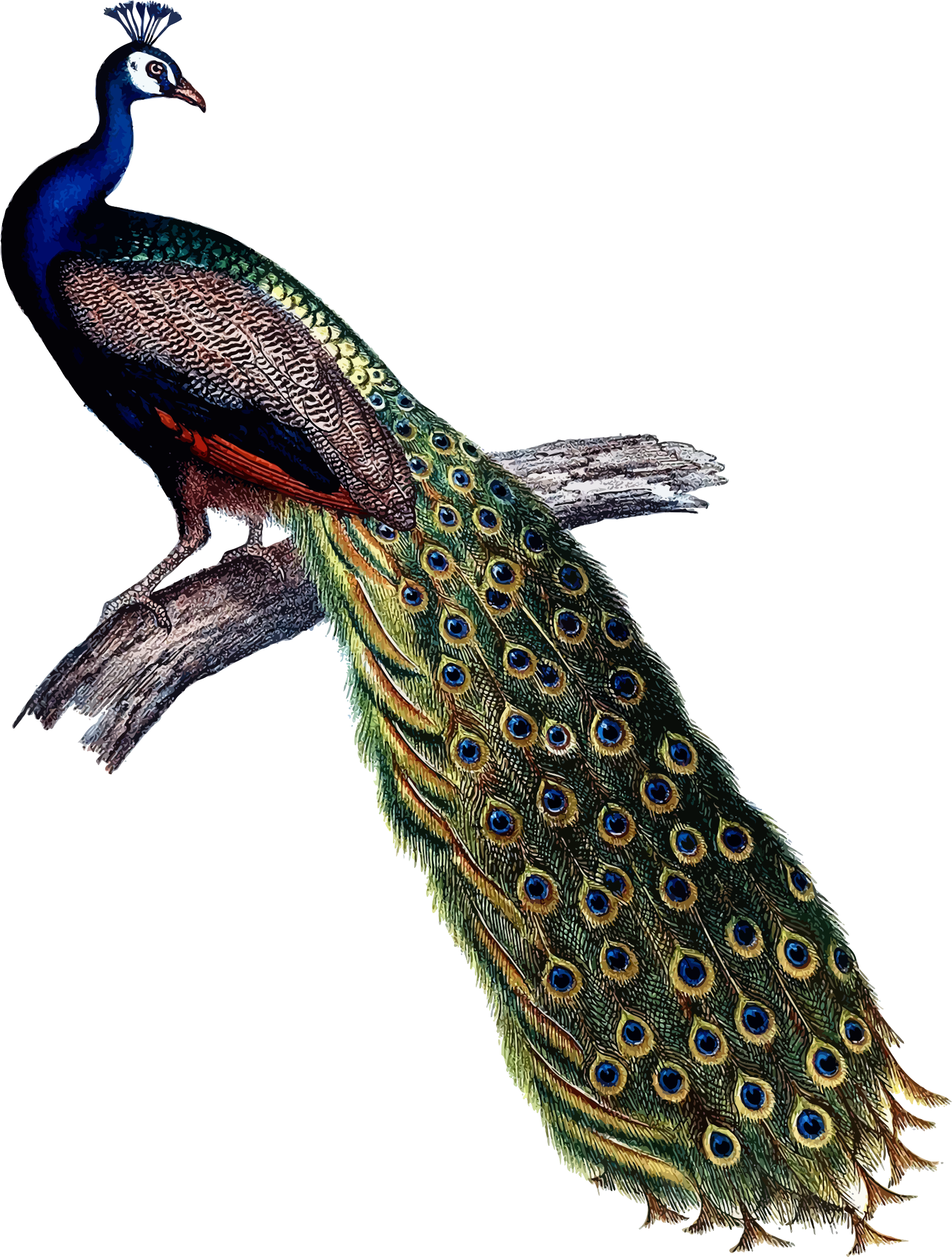 Majestic Peacockon Branch