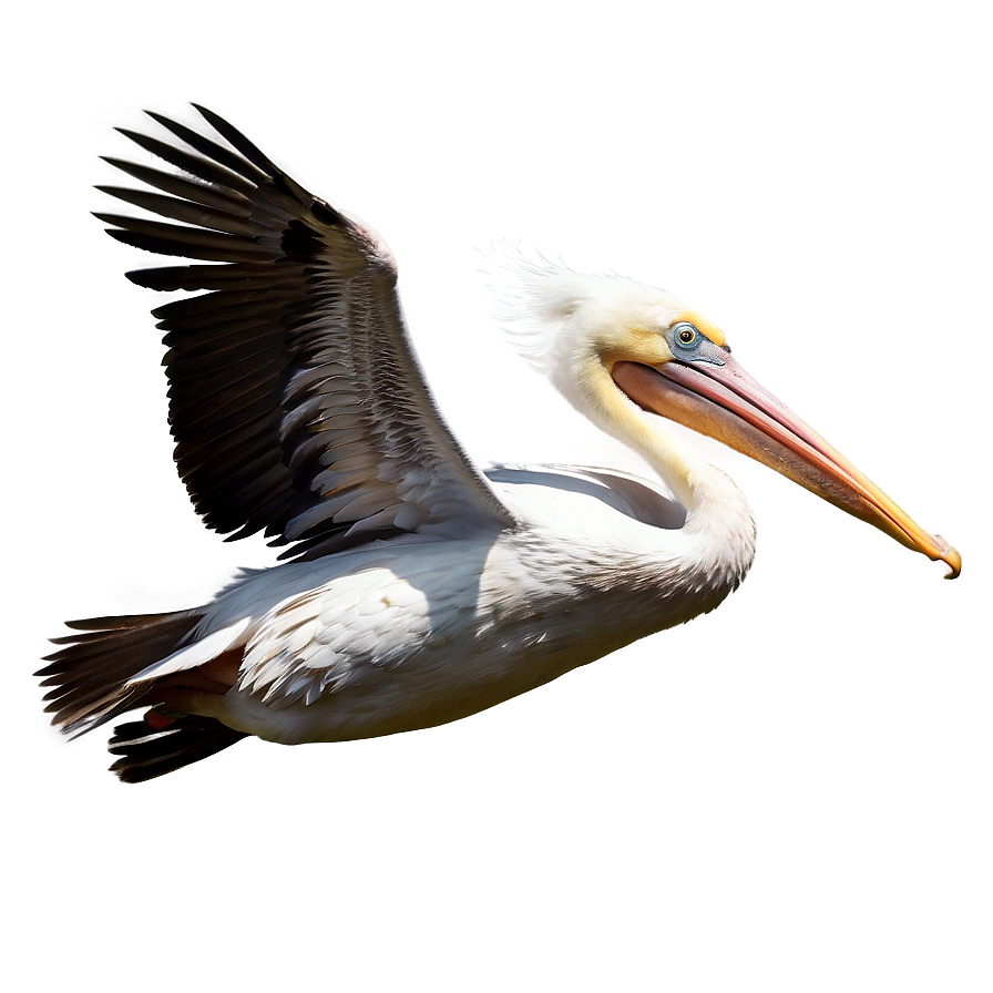 Majestic Pelican In Flight Png 06242024