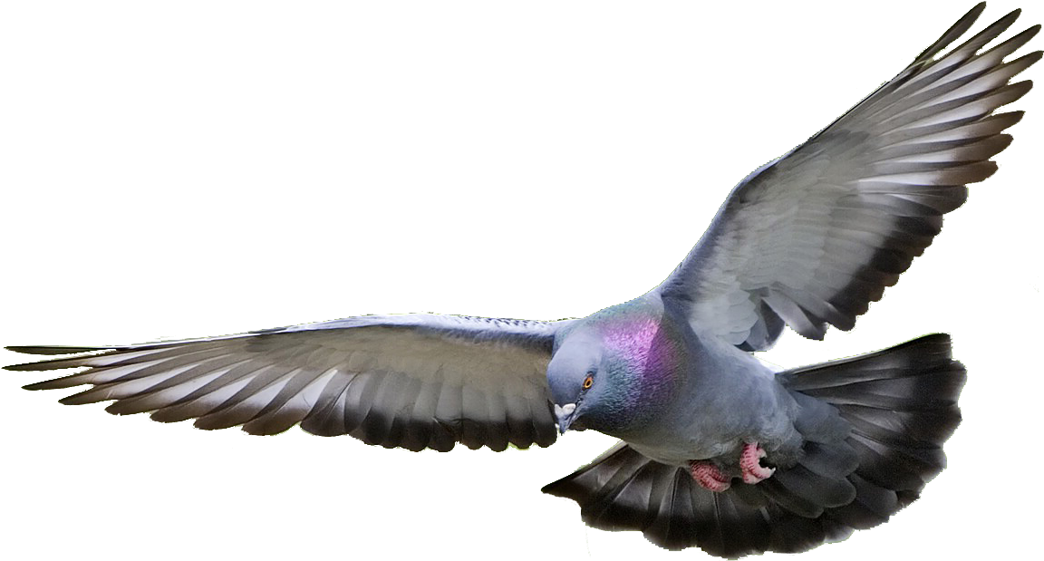 Majestic Pigeon In Flight.png