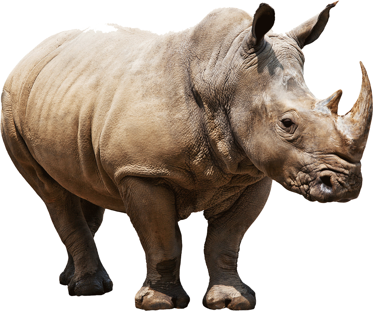 Majestic Rhino Isolated.png