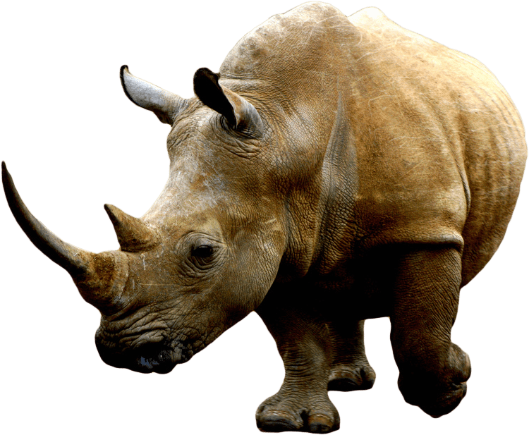 Majestic Rhino Isolatedon Background