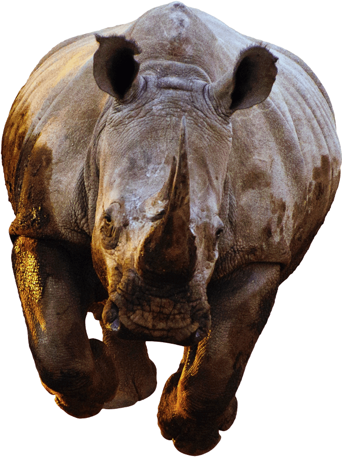 Majestic Rhino Portrait