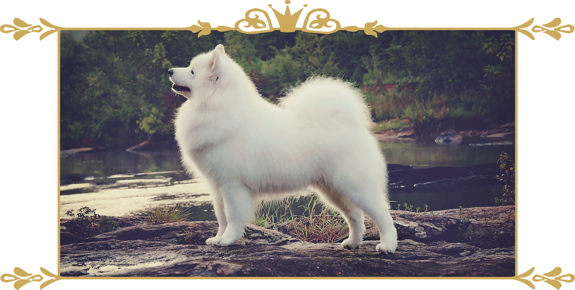 Majestic Samoyed Outdoors