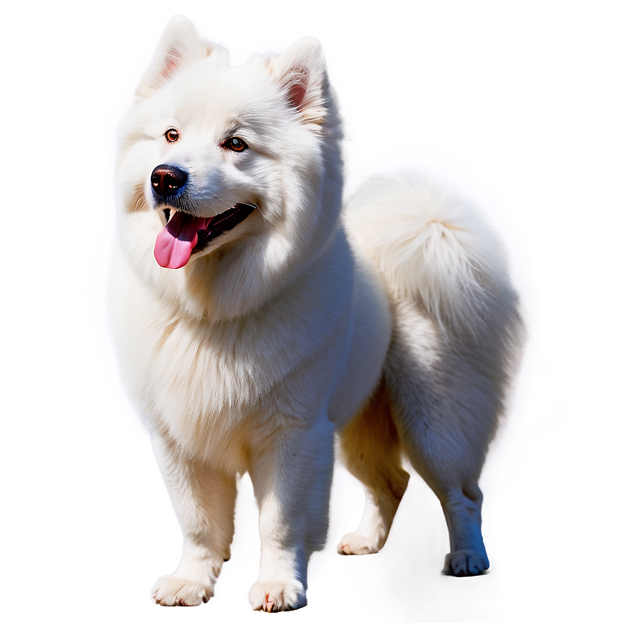 Majestic Samoyed Portrait Png Acx