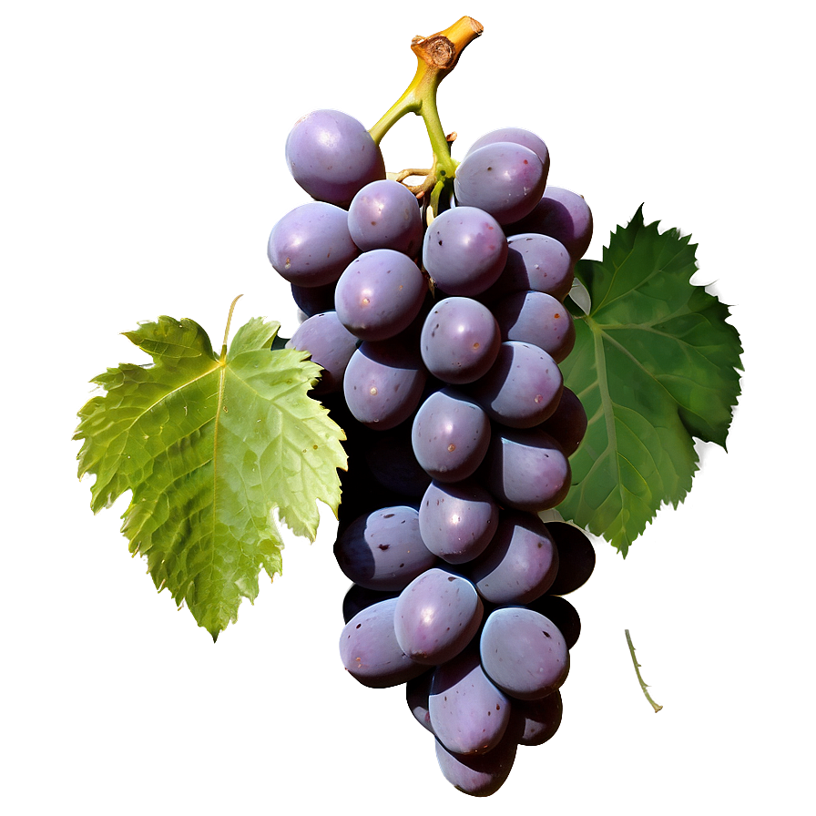 Majestic Single Grape Png 06292024