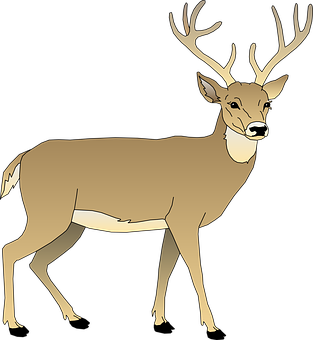 Majestic Stag Illustration