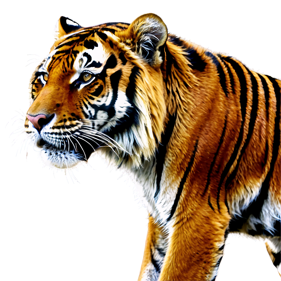 Majestic Tiger Png 24