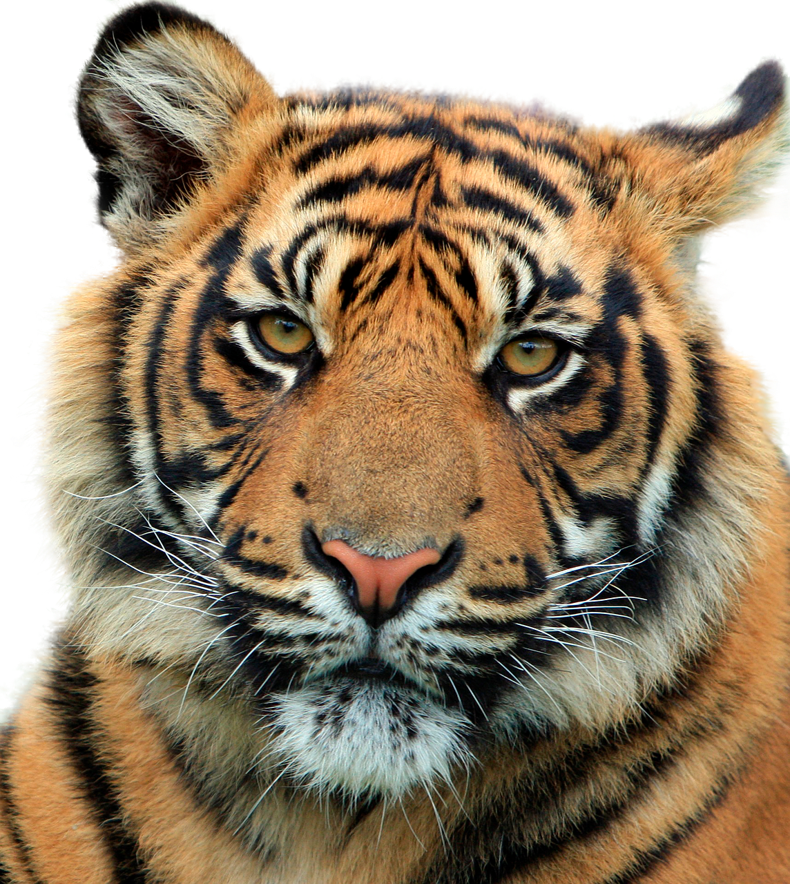 Majestic Tiger Portrait