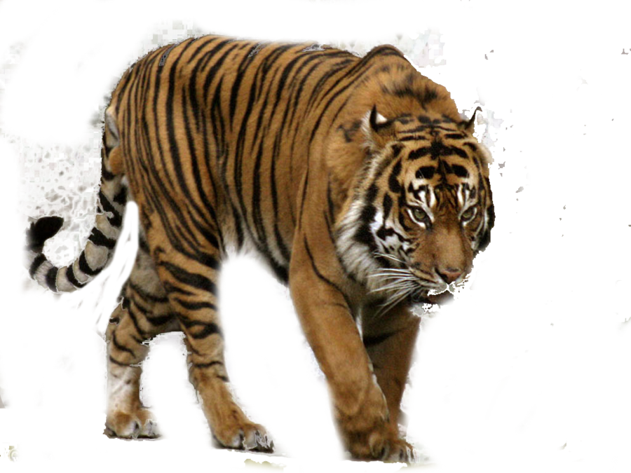 Majestic Tiger Walking