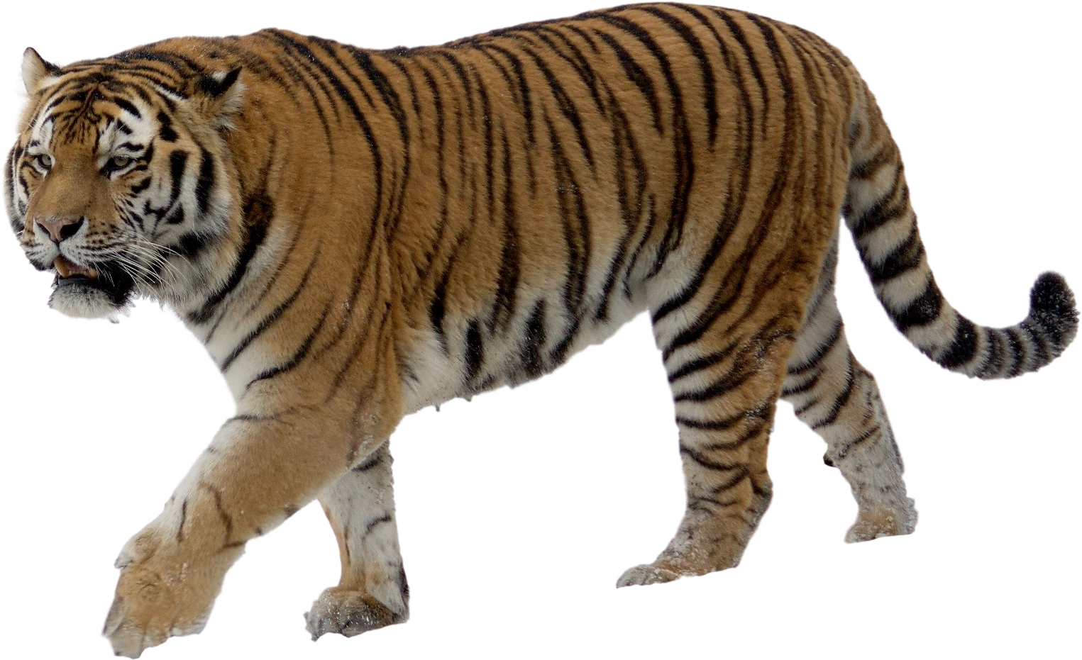 Majestic Walking Tiger