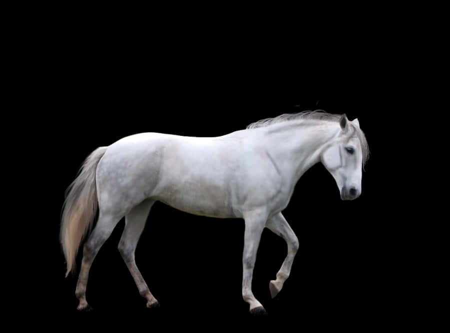 Majestic White Horse Black Background