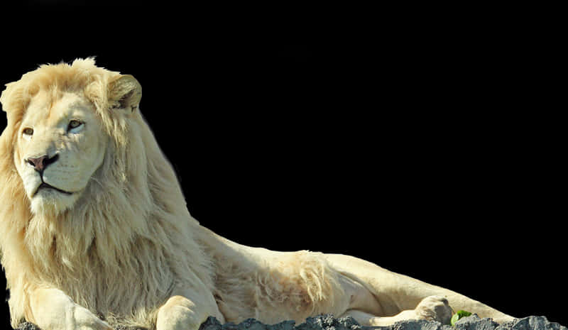 Majestic White Lion Resting