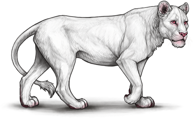 Majestic White Lioness Walking