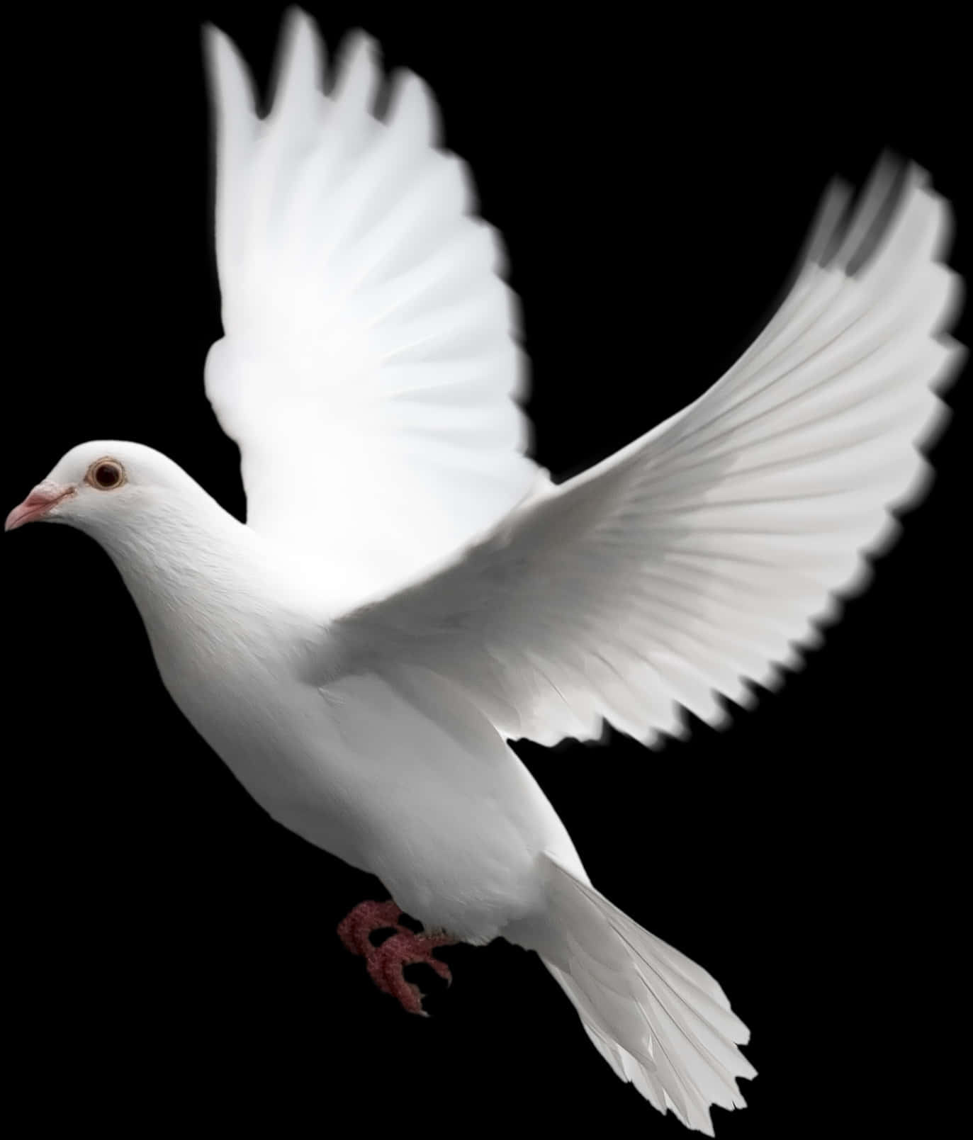 Majestic White Pigeon In Flight