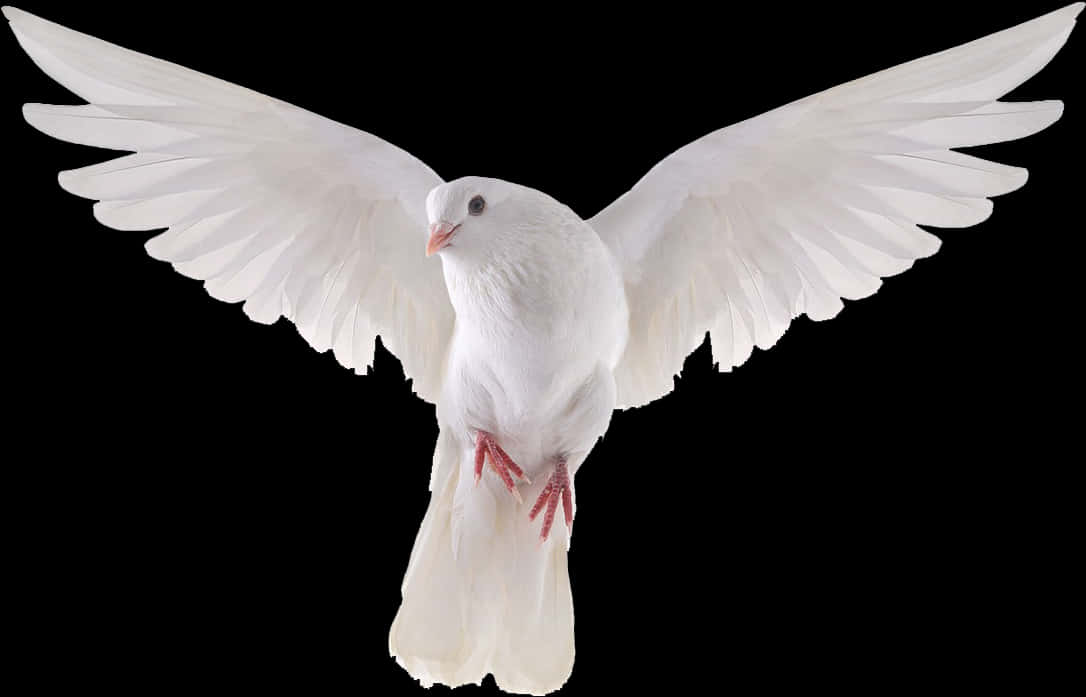 Majestic White Pigeon In Flight