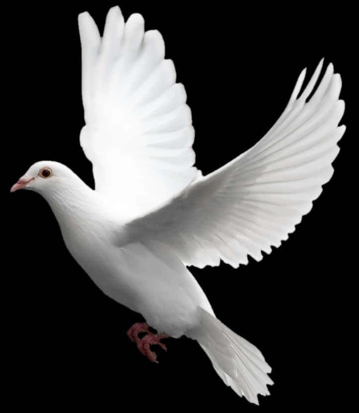 Majestic White Pigeon In Flight