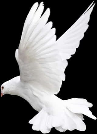 Majestic White Pigeon In Flight