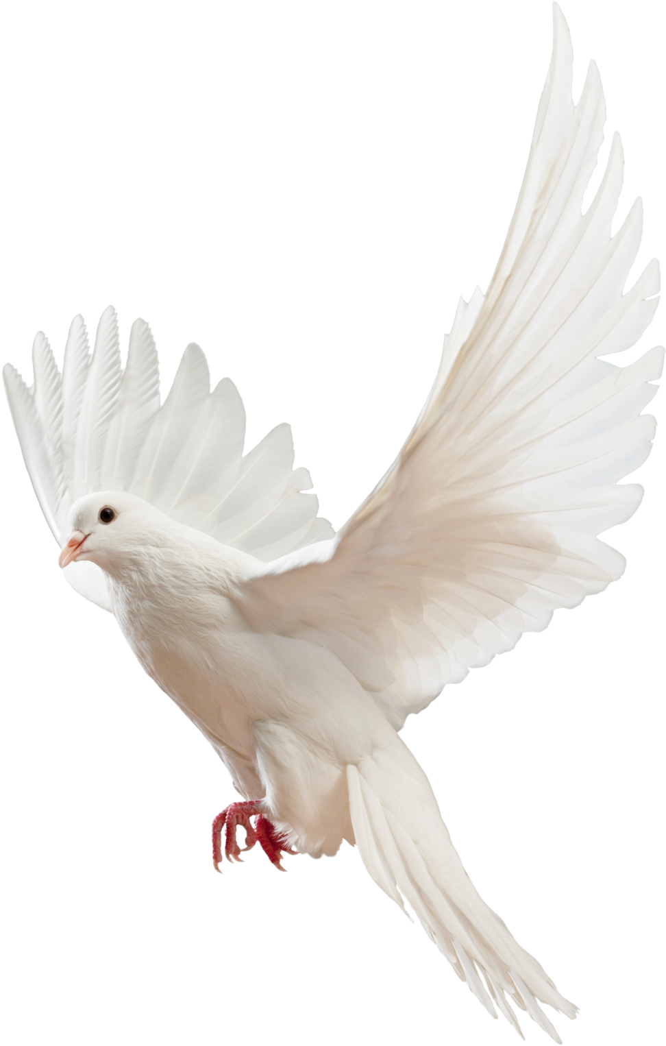 Majestic_ White_ Pigeon_ In_ Flight.png