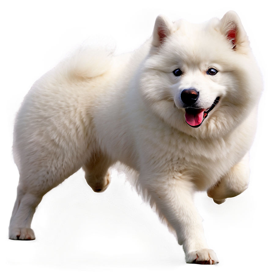 Majestic White Samoyed Png 06242024