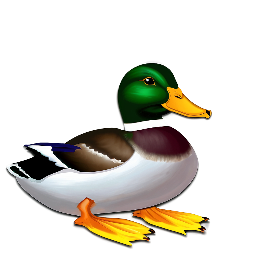 Mallard Duck D