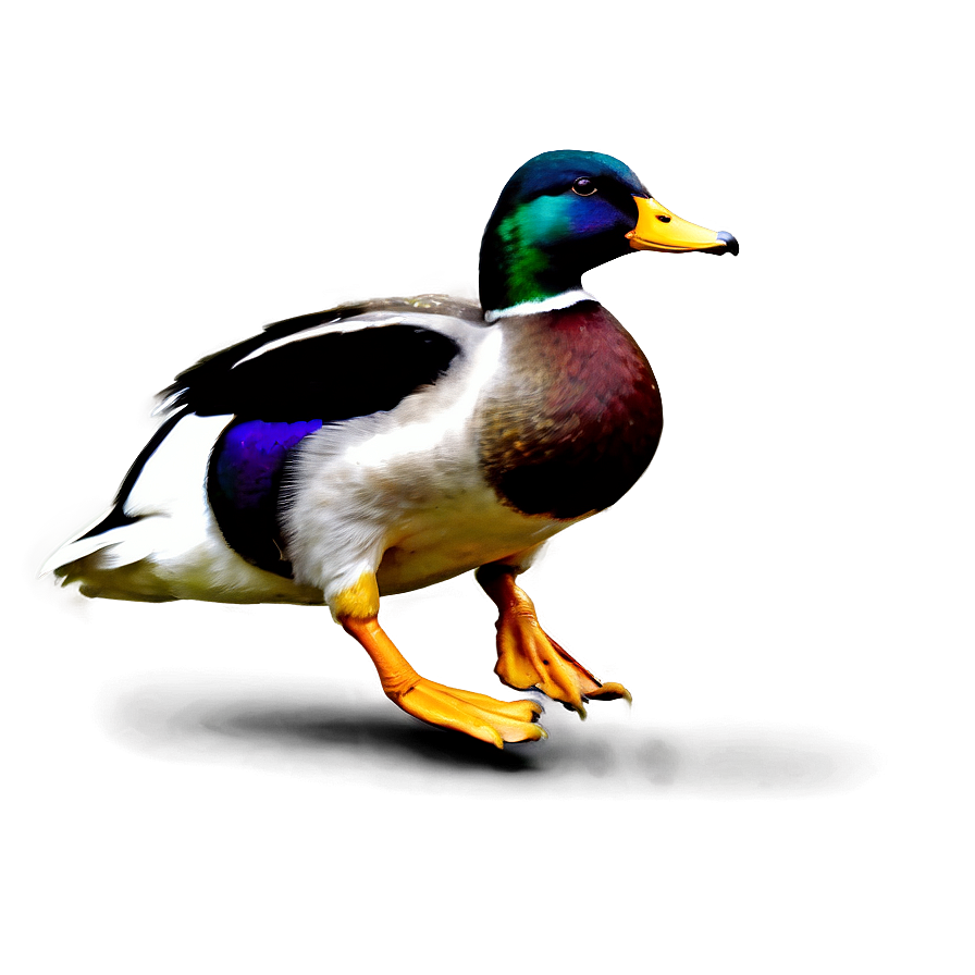 Mallard Duck Landing Png Pen64