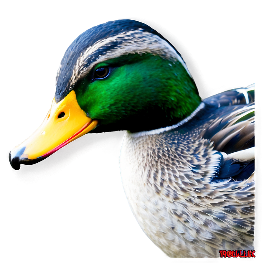 Mallard Duck Png 20