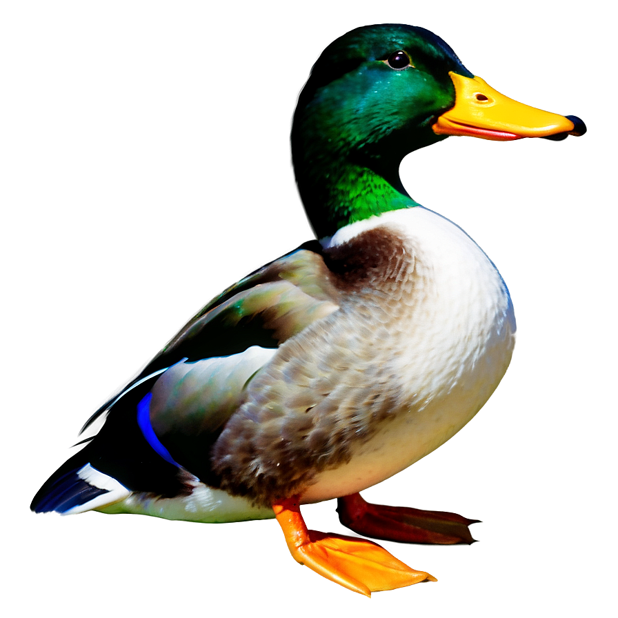 Mallard Duck Png Jmh13