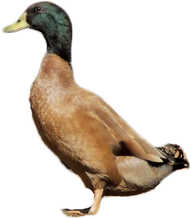 Mallard Duck Profile