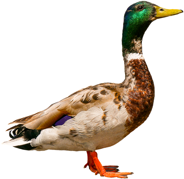 Mallard Duck Profile