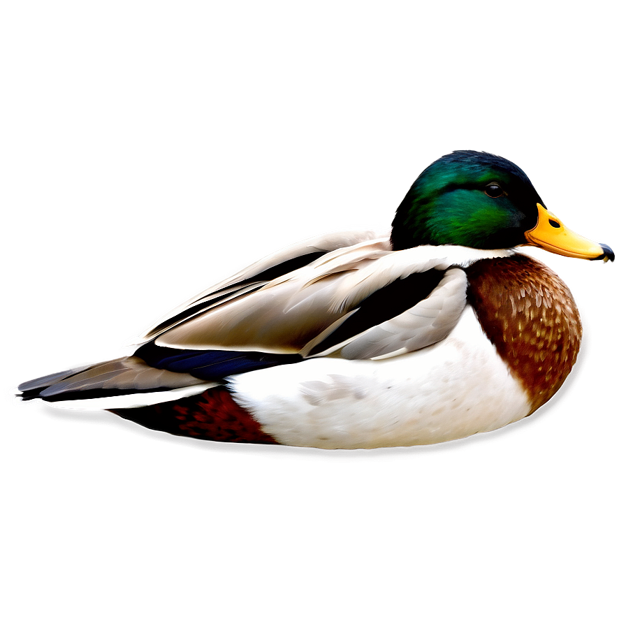 Mallard Duck Profile Png Fuk77