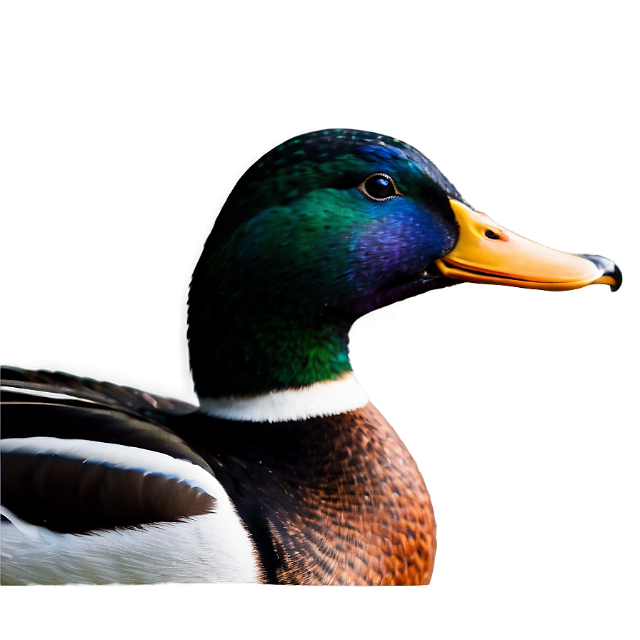 Mallard Duck Profile Png Ivi