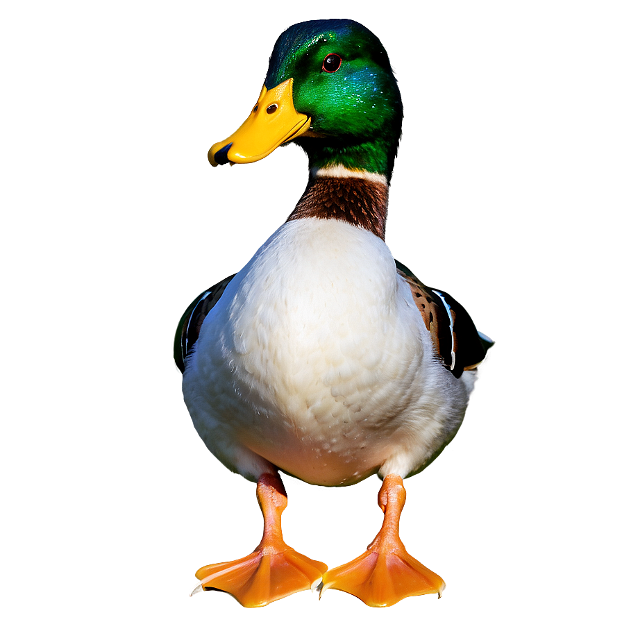 Mallard Duck Standing Png 06262024