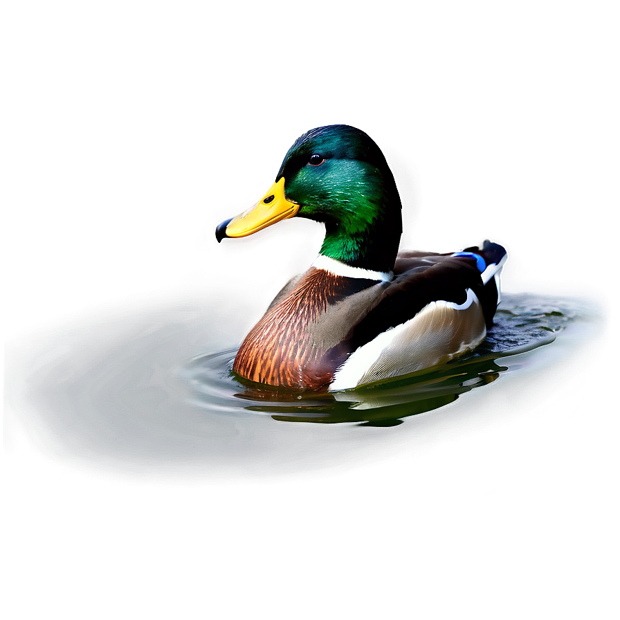 Mallard Duck Swimming Png 06262024