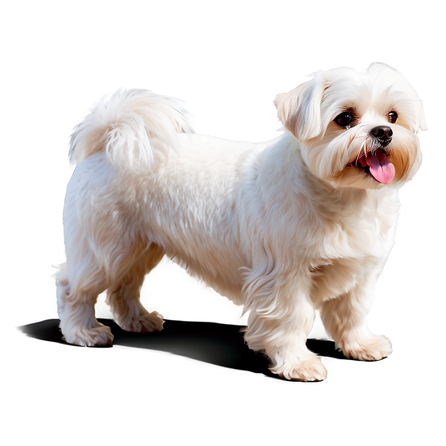 Maltese Dog Png 19