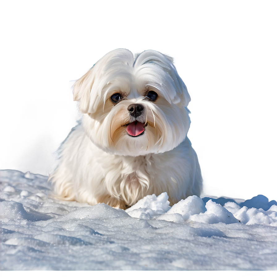 Maltese In Snow Png 06282024