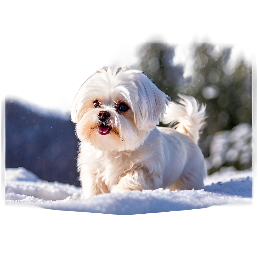 Maltese In Snow Png Tmp