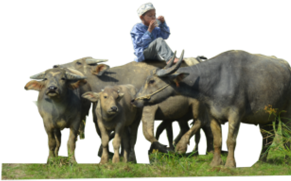 Man Sitting Atop Buffalo Herd