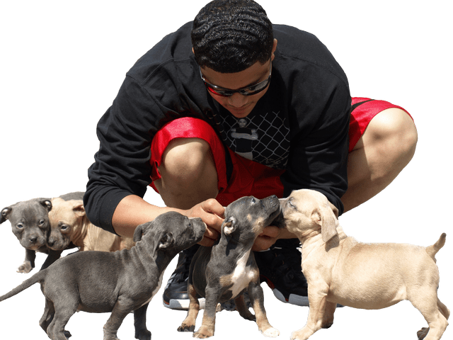 Man With Puppies Interaction