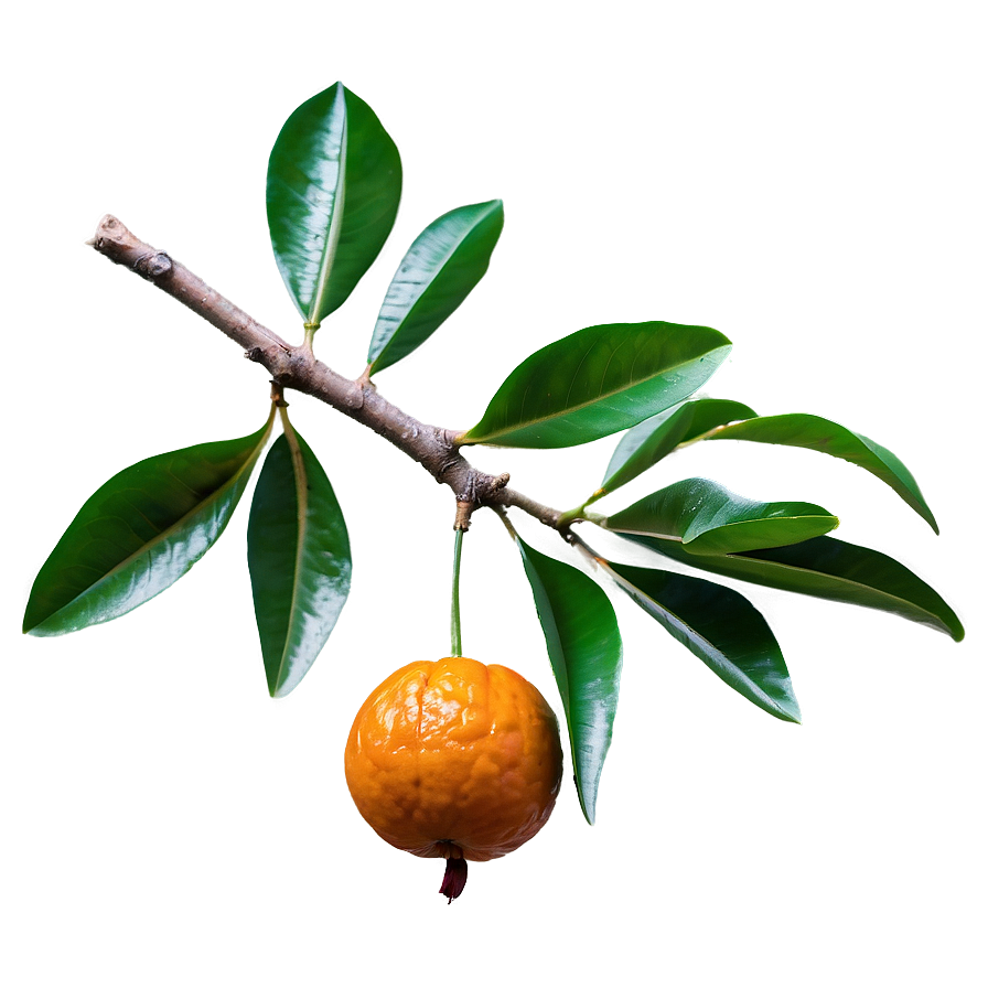 Mandarin On Tree Branch Png Bhp74