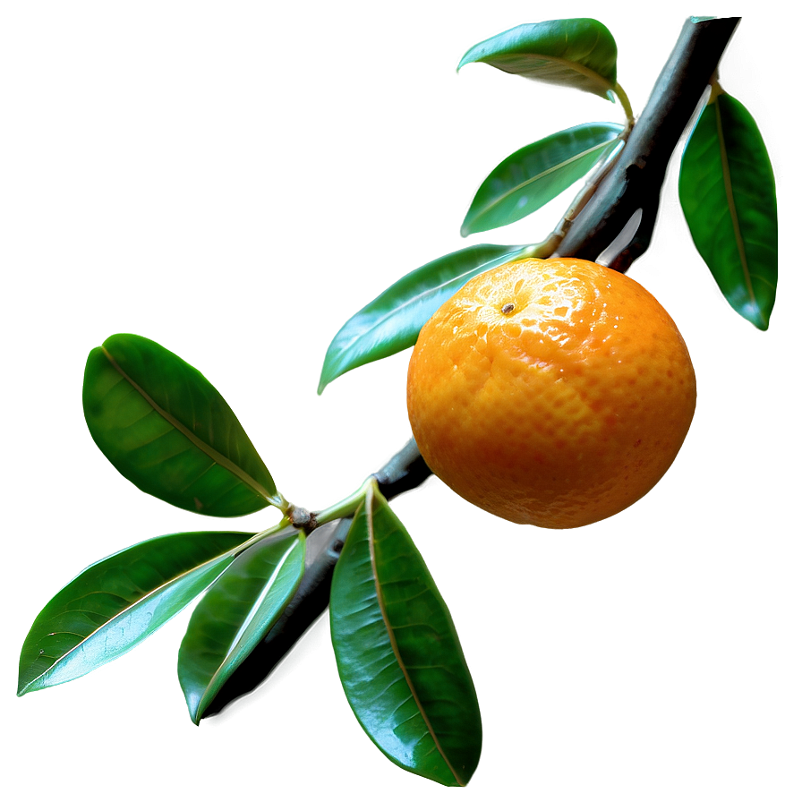 Mandarin On Tree Branch Png Yvx