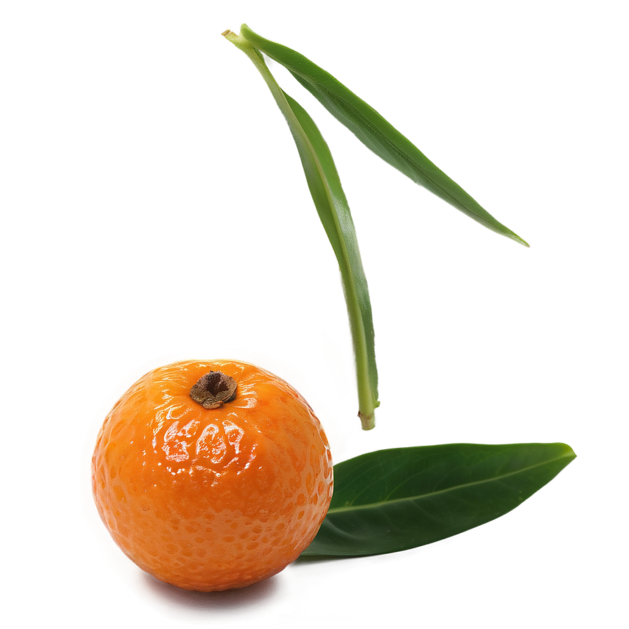 Mandarin Pulp Png 06242024