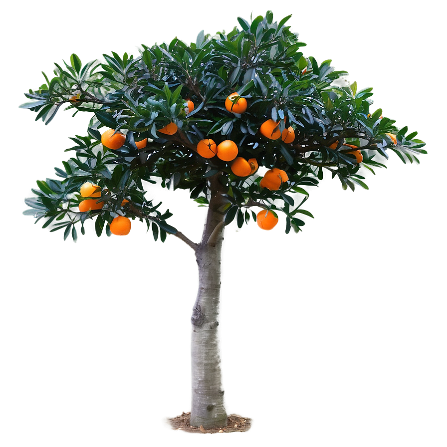 Mandarin Tree Png 06242024