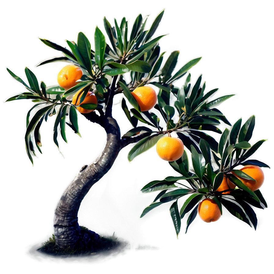 Mandarin Tree Png 41