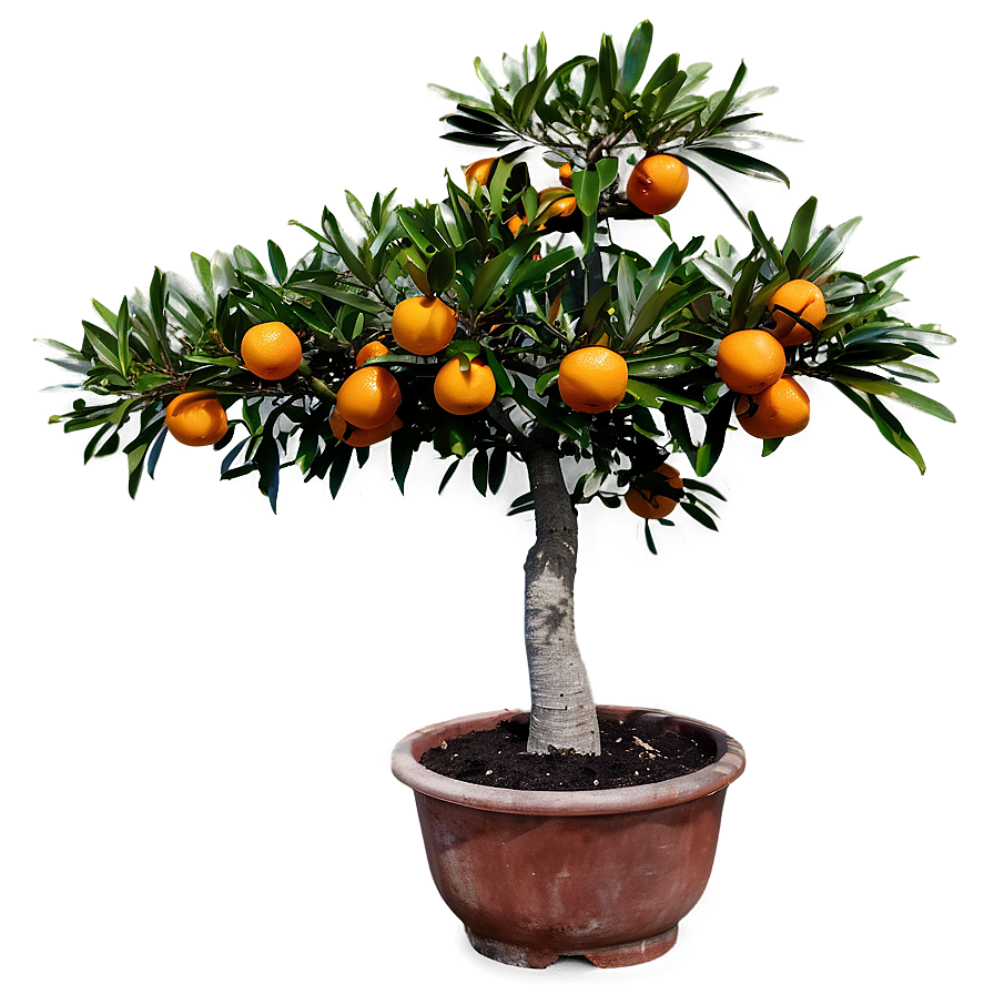 Mandarin Tree Png Uxi47