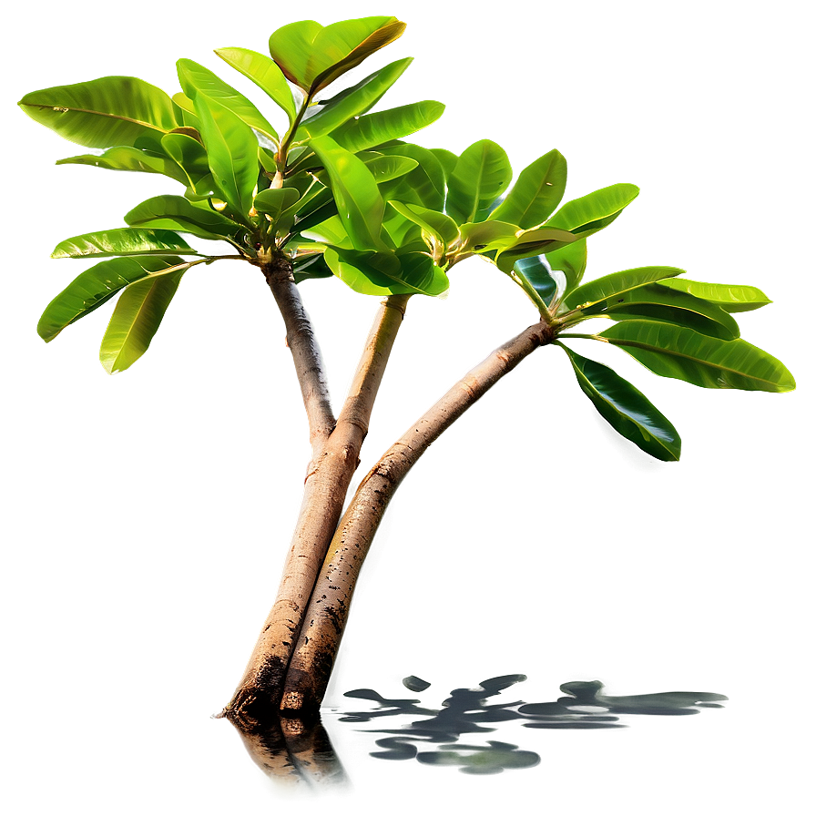 Mangrove Tree Propagules Png 31