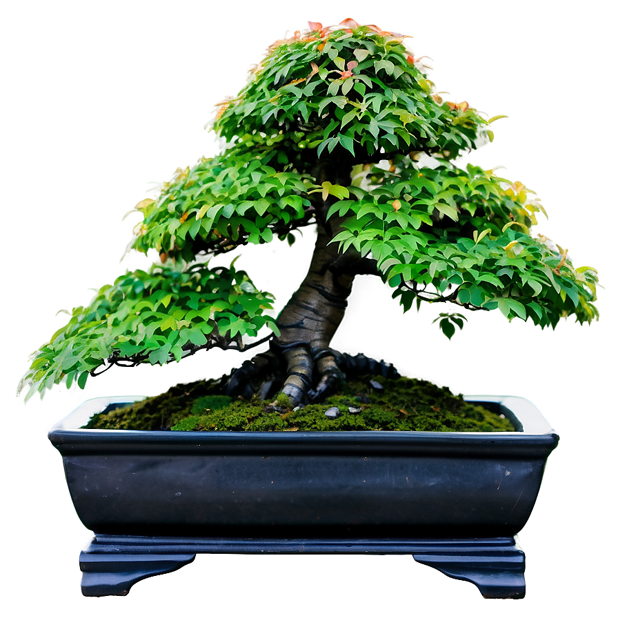 Maple Bonsai Tree Png 06202024