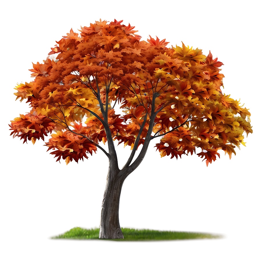 Maple Tree Autumn Splendor Png 66