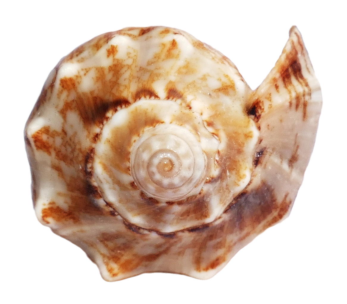 Marbled Sea Shell