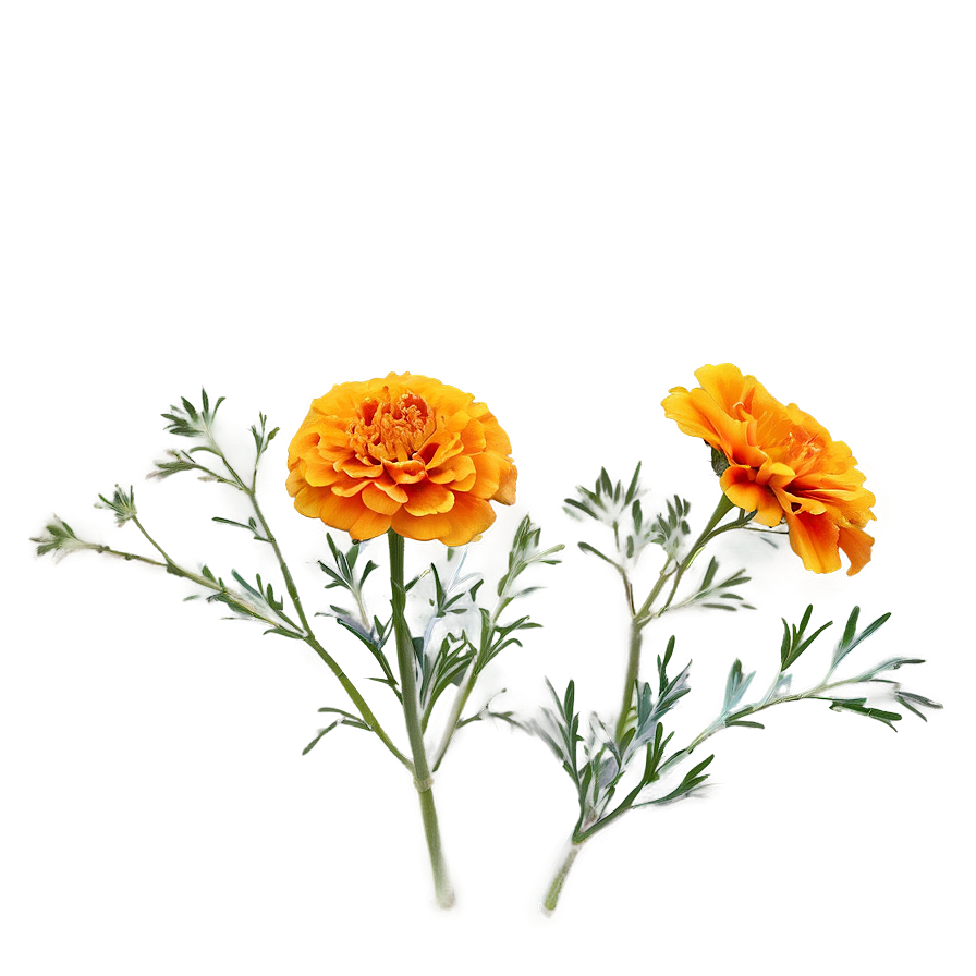 Marigold B